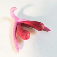 CLITORIS peint a la main 3D 
